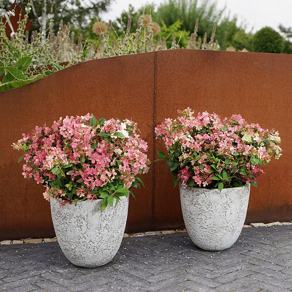Hortensia Switch