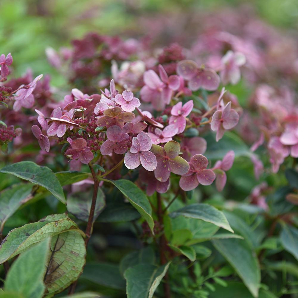 Hortensia Switch