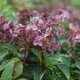 Hortensia Switch