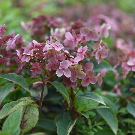 Hortensia Switch