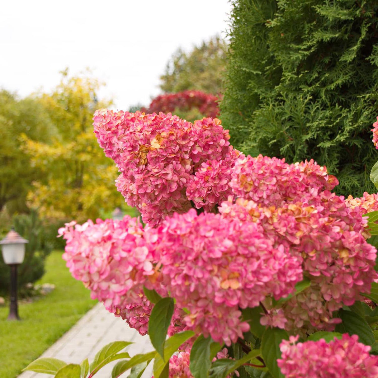 Hortensia de gradina Vanille Fraise, cu flori roz-crem