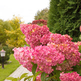 Hortensia de gradina Vanille Fraise, cu flori roz-crem