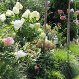 Hortensia de gradina Vanille Fraise, cu flori roz-crem