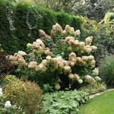 Hortensia de gradina Vanille Fraise, cu flori roz-crem