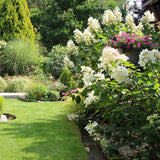 Hortensia de gradina Vanille Fraise, cu flori roz-crem