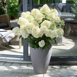 Hortensia Whitelight