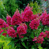 Hortensia de gradina Wim's Red, cu flori rosii-burgundiu