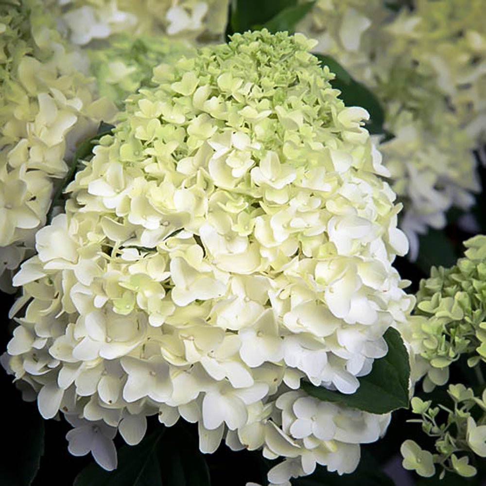 Hortensie de Gradina Tip Copac White Diamond, cu flori alb-crem