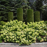 Hortensie alb-galben Little Lime