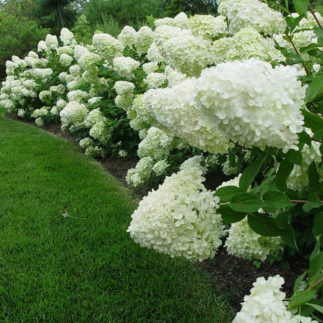 Hortensie alb-galben Little Lime