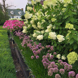 Hortensie alb-galben Little Lime