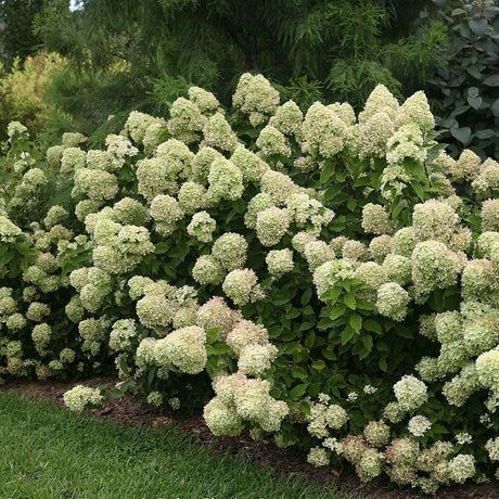 Hortensie alb-galben Little Lime