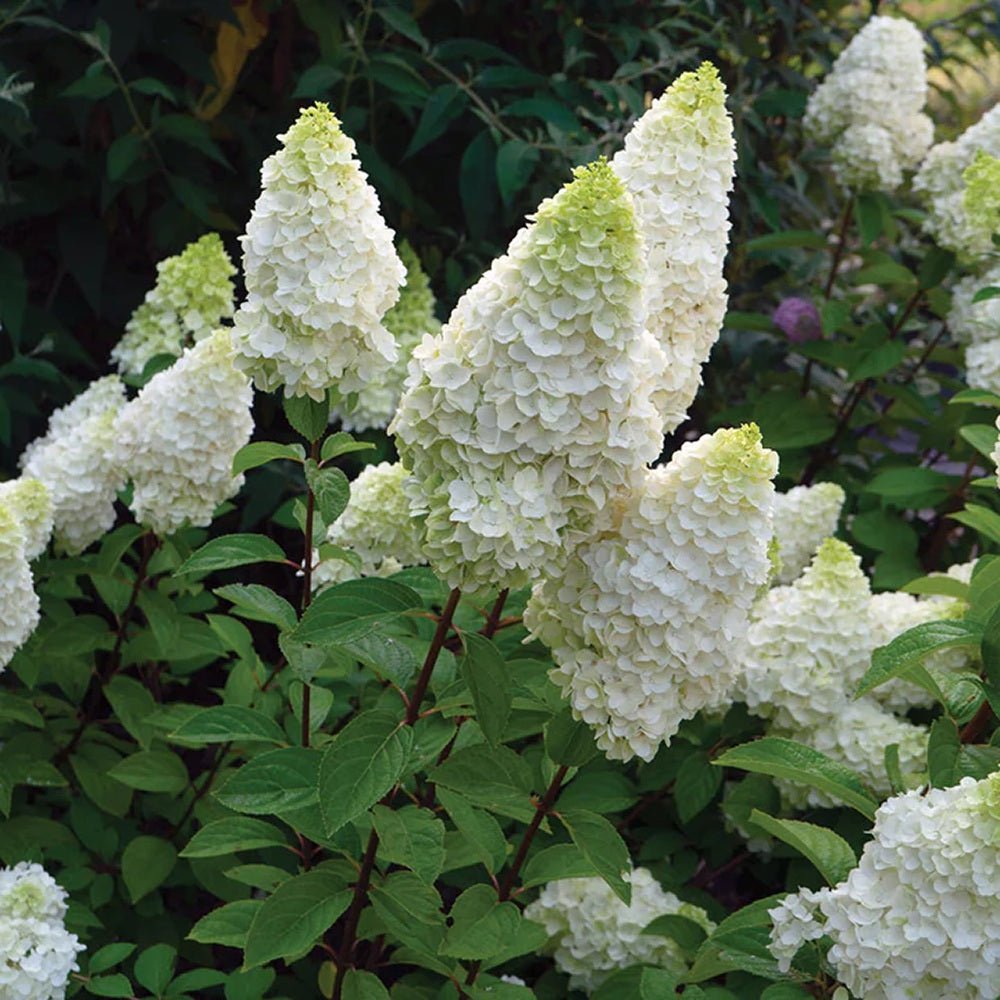 Hortensie de Gradina Tip Copac Diamantino, cu flori able