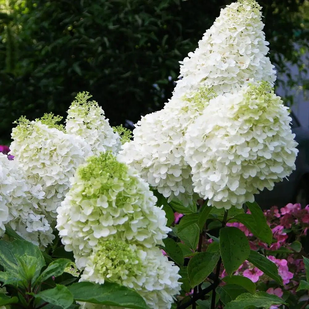 Hortensie de Gradina Tip Copac Diamantino, cu flori able