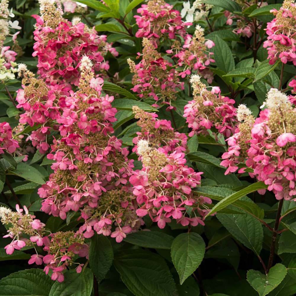 Hortensie de Gradina Tip Copac Candlelight, cu flori albe-fucsia