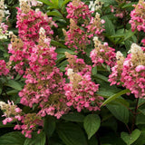 Hortensie de Gradina Tip Copac Candlelight, cu flori albe-fucsia