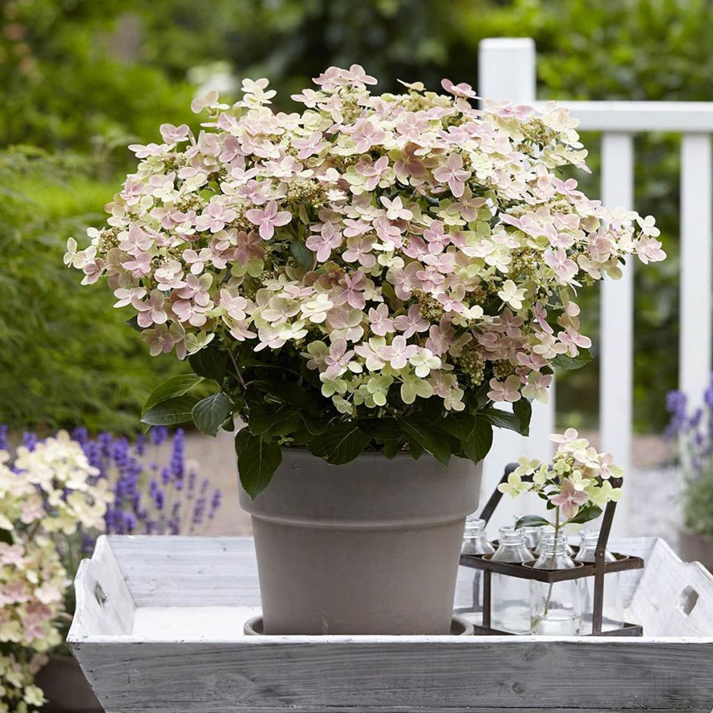 Hortensie alba Polestar