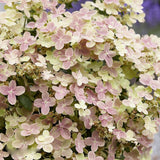 Hortensie alba Polestar