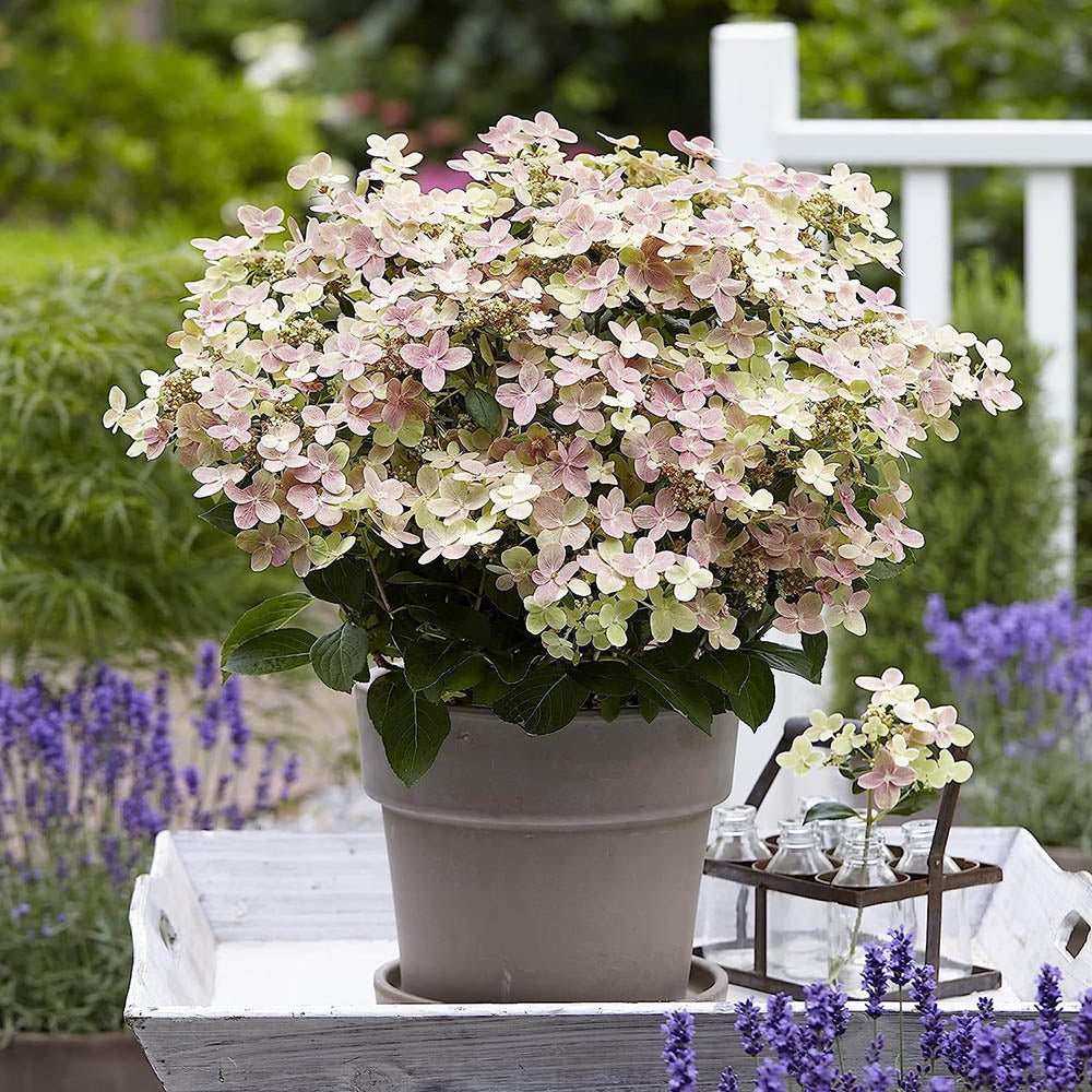 Hortensie alba Polestar