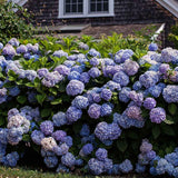 Hortensie albastru Forever