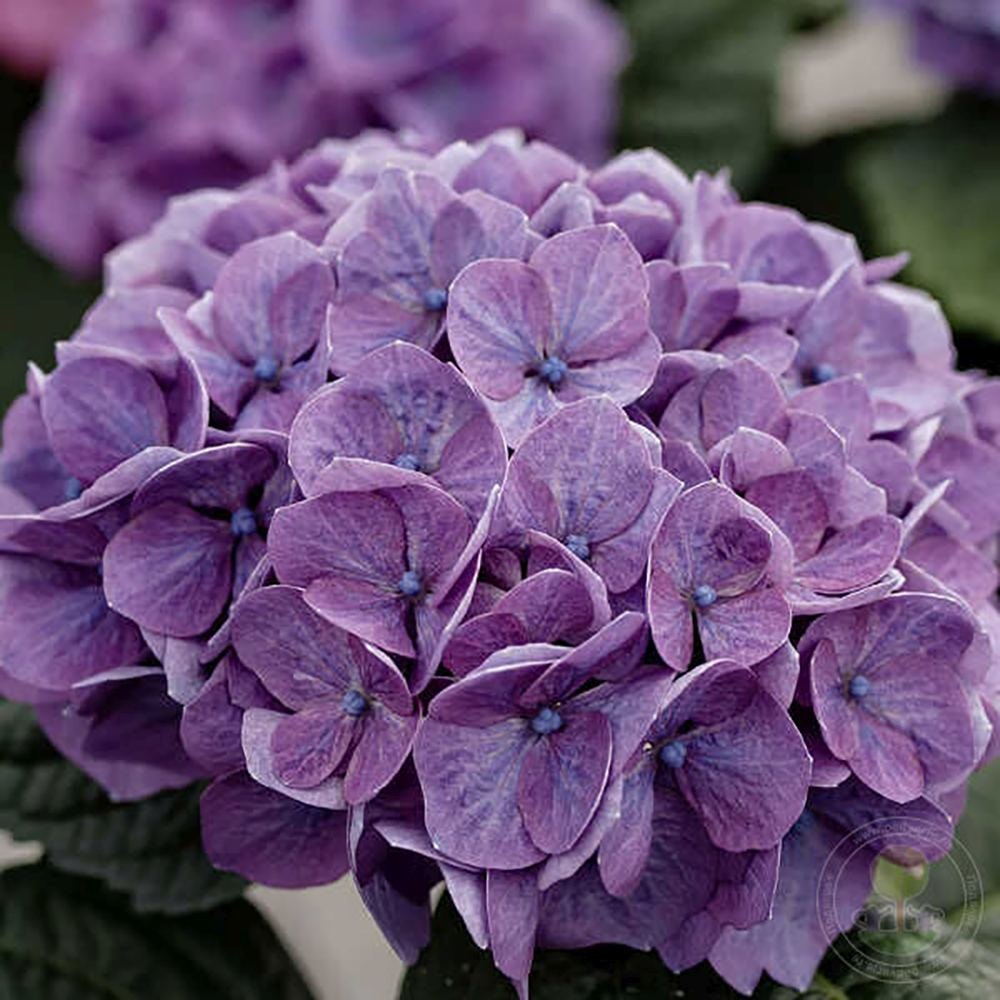 Hortensie de gradina Diva Fiore, cu flori albastre - mov roz - VERDENA - 60 - 70 cm inaltime, ghiveci de 50 l