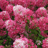 Hortensie de gradina fucsia-alb-roz Pink Diamond