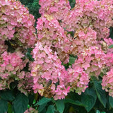 Hortensie de gradina fucsia-alb-roz Pink Diamond