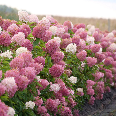 Hortensie de gradina fucsia-alb-roz Pink Diamond