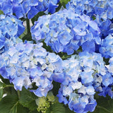 Hortensie de Gradina Albastra Little Blue Xs