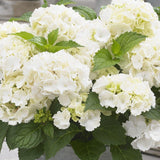 Hortensie de Gradina Alba Little White XS