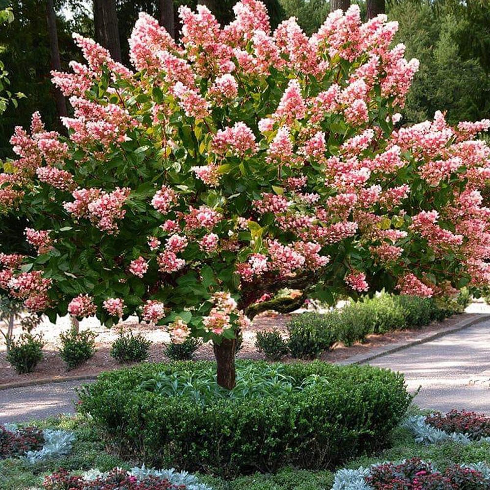 Hortensie de Gradina Tip Copac Diamant Rouge, cu flori roz-alb