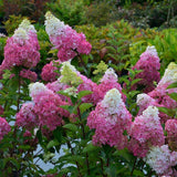 Hortensia de Gradina Fraise Melba, cu flori roz-alb