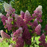 Hortensia de Gradina Fraise Melba, cu flori roz-alb