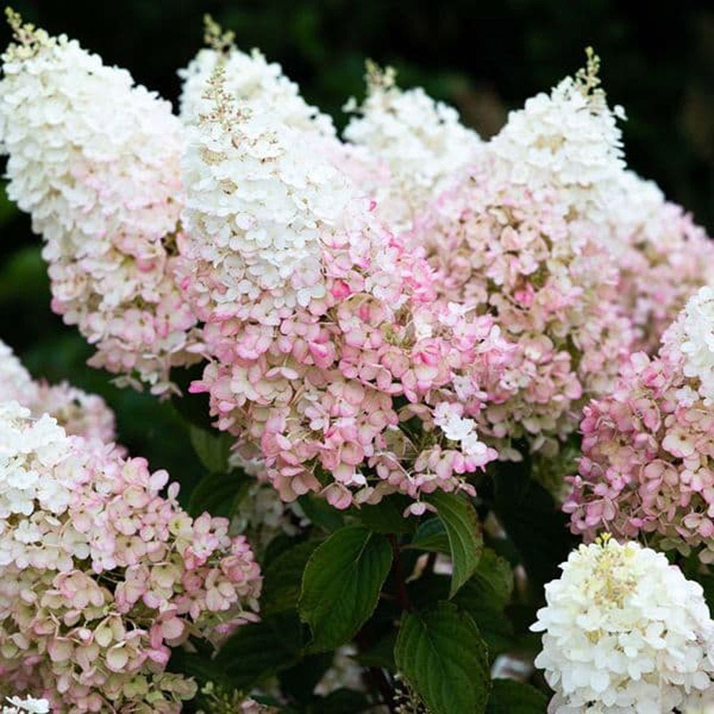 Hortensie de Gradina Tip Copac Living Creations, cu flori roz-alb