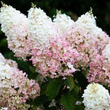 Hortensie de Gradina Tip Copac Living Creations, cu flori roz-alb