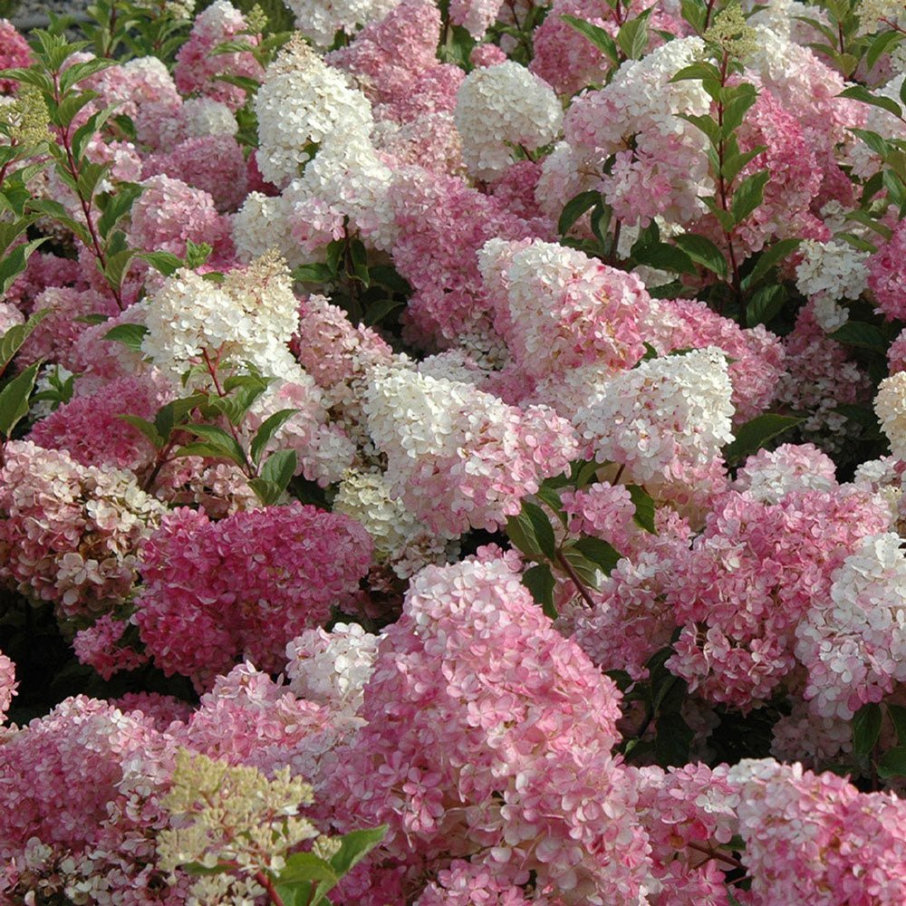 Hortensie de gradina Sundae Fraise, cu flori roz-alb