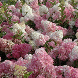 Hortensie de gradina Sundae Fraise, cu flori roz-alb