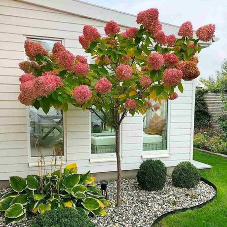 Градинска хортензия Sundae Fraise Tree Type, с розово-бели цветя