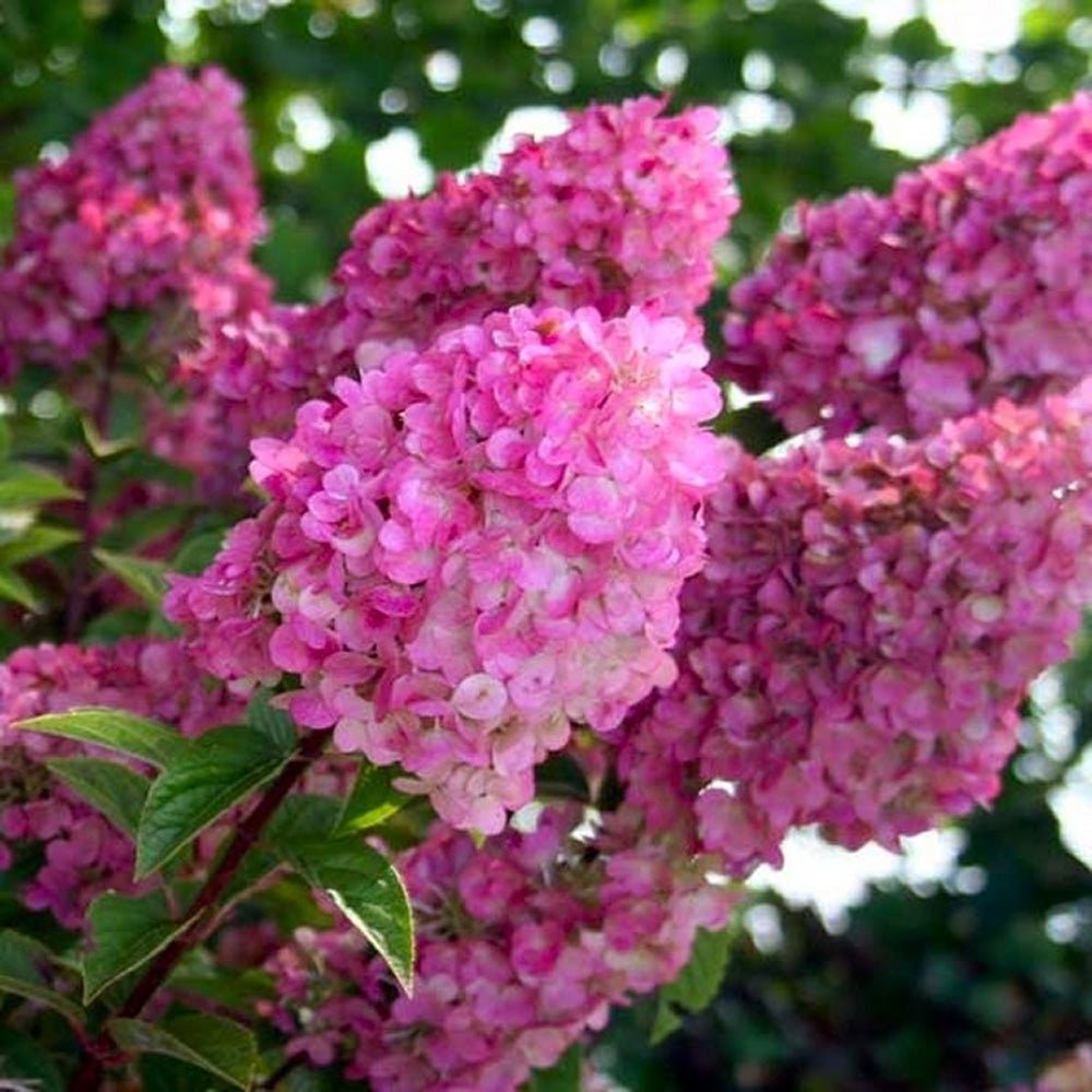 Градинска хортензия Sundae Fraise Tree Type, с розово-бели цветя