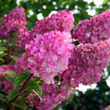 Градинска хортензия Sundae Fraise Tree Type, с розово-бели цветя