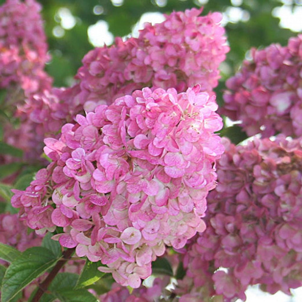 Градинска хортензия Sundae Fraise Tree Type, с розово-бели цветя