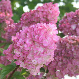 Градинска хортензия Sundae Fraise Tree Type, с розово-бели цветя