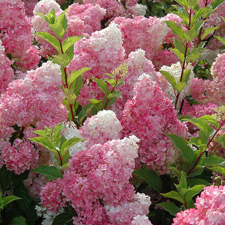 Градинска хортензия Sundae Fraise Tree Type, с розово-бели цветя