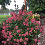 Hortensia de gradina Fire Light, cu frunze roz-rosiatic