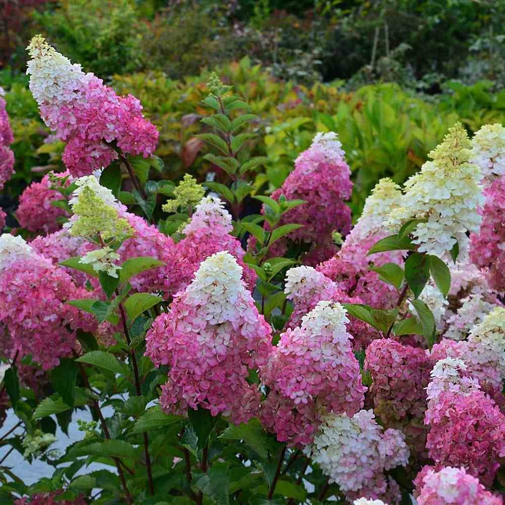 Hortensie de Gradina Fraise Melba, flori albe roz-rosii, joc de culori, arbust decorativ rezistent la frig