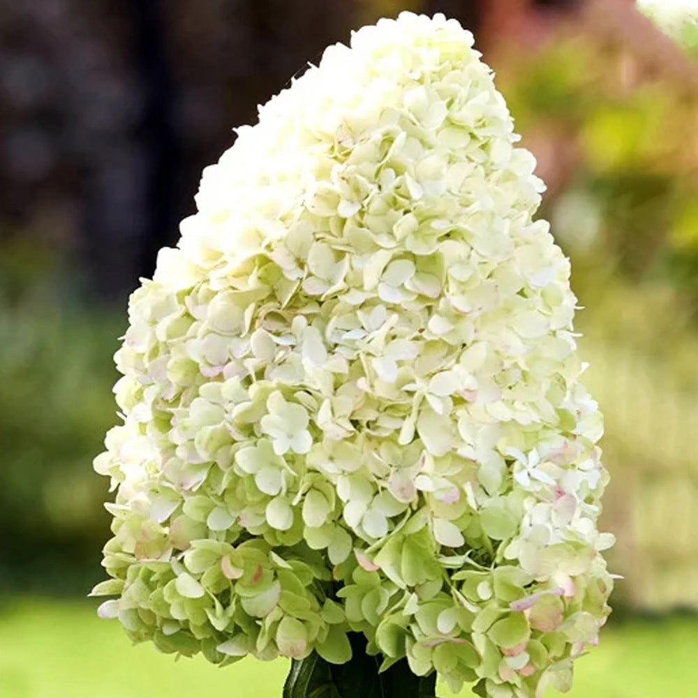 Хортензия Hydrangea arborescens 'Hercules' – бяла, с впечатляващи едри цветове
