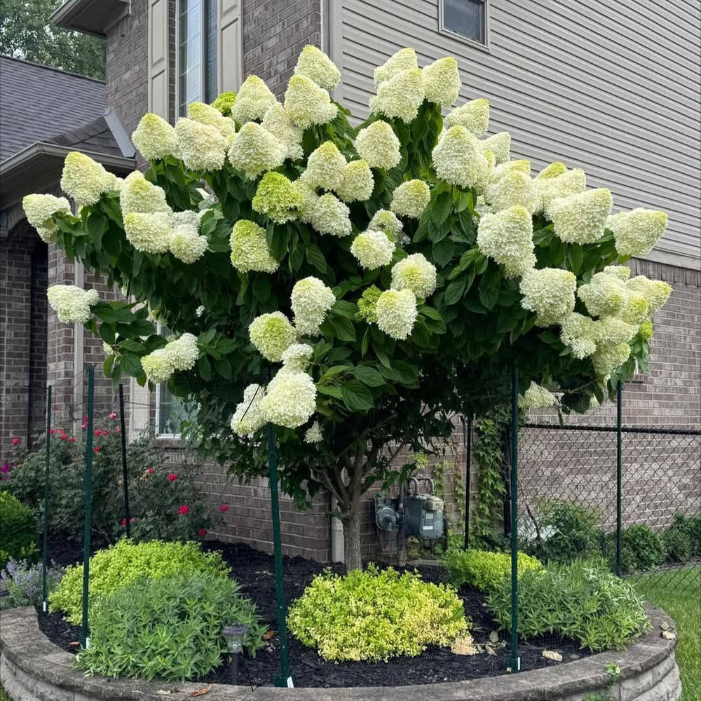Хортензия Hydrangea arborescens 'Hercules' – бяла, с впечатляващи едри цветове