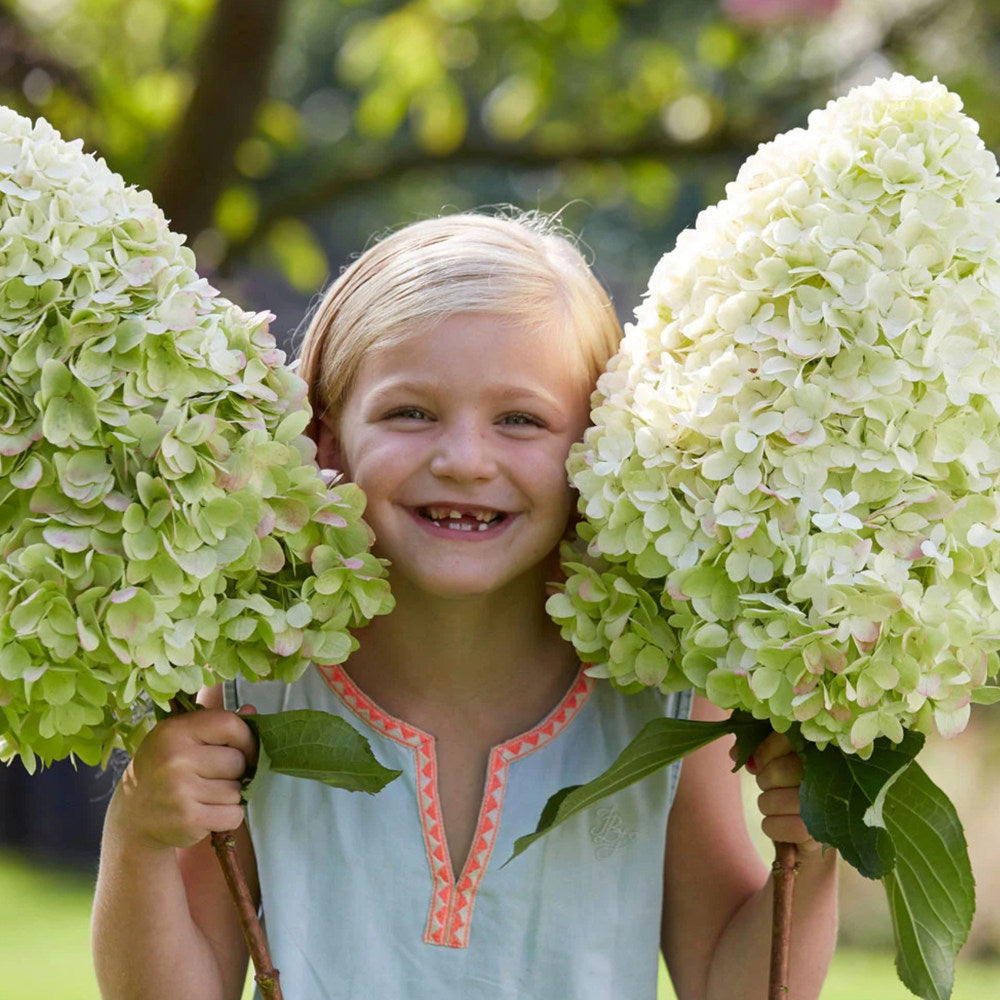 Хортензия Hydrangea arborescens 'Hercules' – бяла, с впечатляващи едри цветове