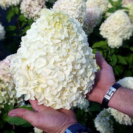 Хортензия Hydrangea arborescens 'Hercules' – бяла, с впечатляващи едри цветове