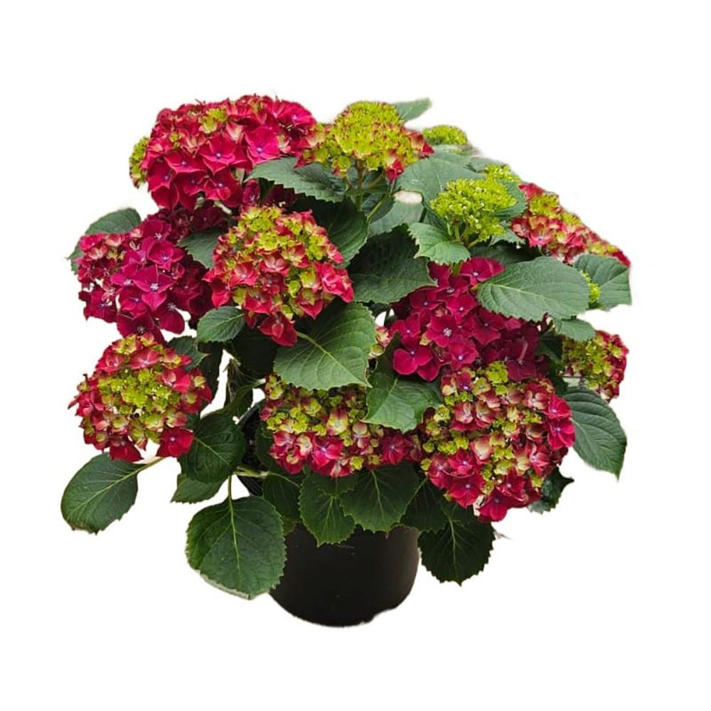 Hortensia de gradina Hot Red, cu flori rosii